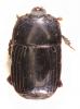 Platysoma compressum